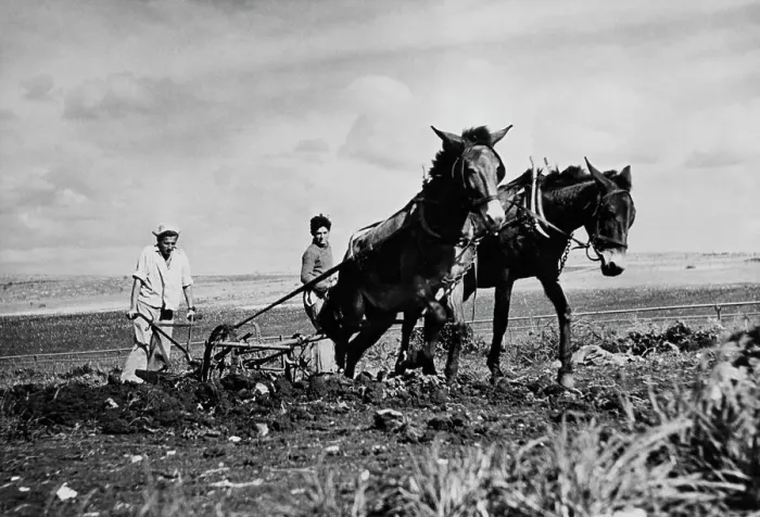 Framed Print : Farmers In Palestine