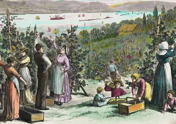 Framed Print : Farmers Picking Grapes on River's Edge Framed Print : Farmers Picking Grapes on River's Edge