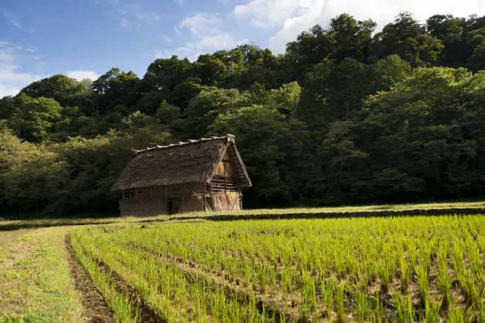 Framed Print : A farming cottage among rice paddies Framed Print : A farming cottage among rice paddies