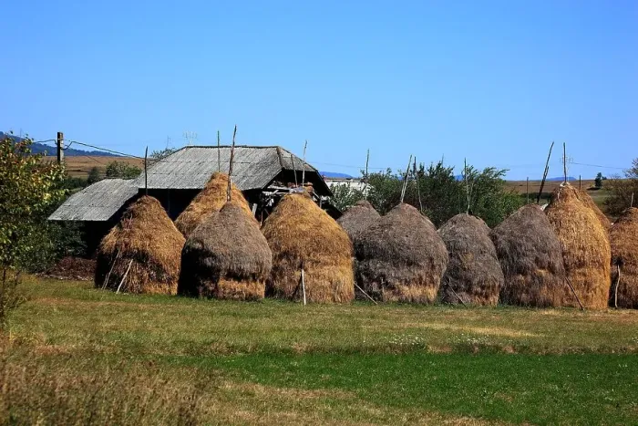 Framed Print : Farming in the Maramures, Romania, traditional haystacks Framed Print : Farming in the Maramures, Romania, traditional haystacks