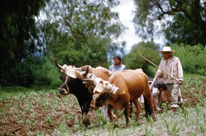 Framed Print : Farming in Mexico Framed Print : Farming in Mexico