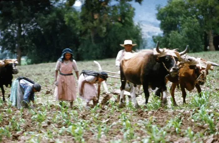 Framed Print : Farming in Mexico Framed Print : Farming in Mexico