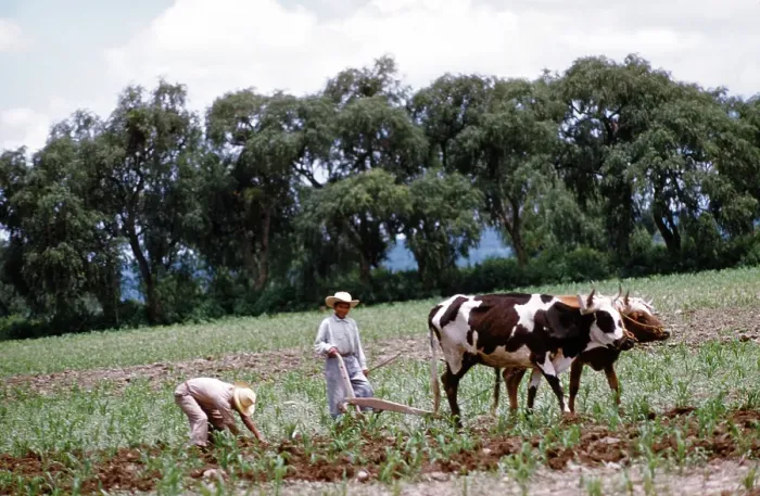 Framed Print : Farming in Mexico Framed Print : Farming in Mexico