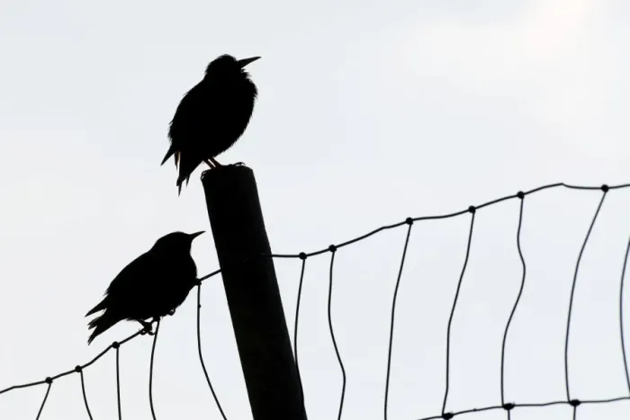 Framed Print : Faroe Starlings -Sturnus vulgaris faroensis- perched a fence, Suouroy, Faroe Islands, Denmark Framed Print : Faroe Starlings -Sturnus vulgaris faroensis- perched a fence, Suouroy, Faroe Islands, Denmark