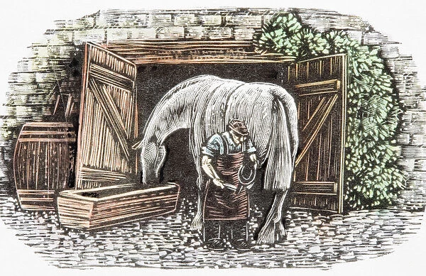 Farrier shoeing horse drinking water from trough near open stable doors, rear view