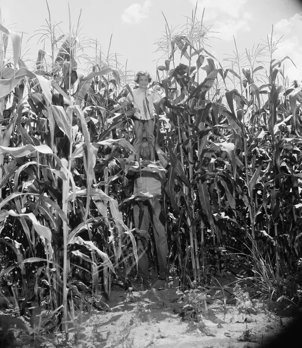 Framed Print : Father and Daughter Posing in Crop Field