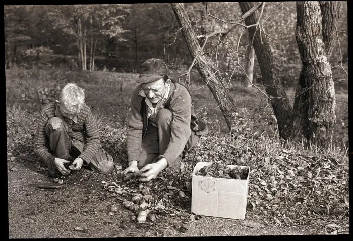 Framed Print : Father and Son Picking up Butternuts Framed Print : Father and Son Picking up Butternuts