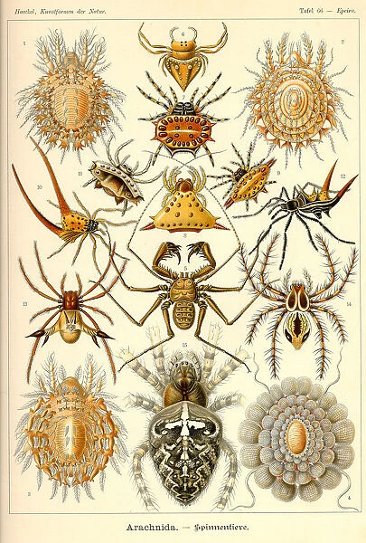 Fauna KdN t066 Epeira - Arachnida