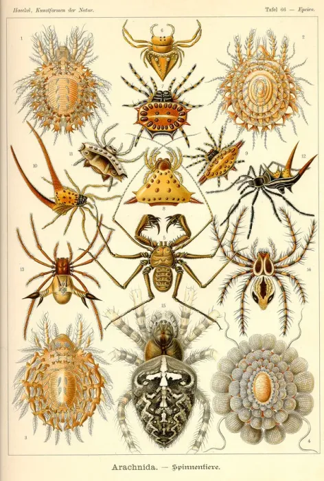 Framed Print : Fauna KdN t066 Epeira - Arachnida