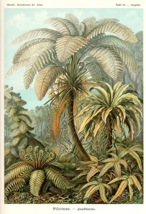 Framed Print : Fauna KdN t092 Alsophila - Filicinae Framed Print : Fauna KdN t092 Alsophila - Filicinae