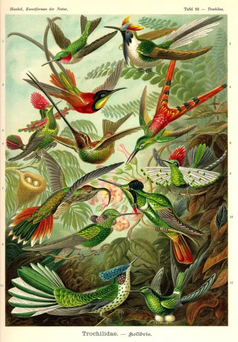 Framed Print : Fauna KdN t099 Trochilus - Trochilidae Framed Print : Fauna KdN t099 Trochilus - Trochilidae