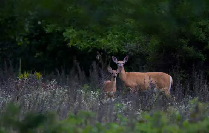Framed Print : Fawn and doe Framed Print : Fawn and doe