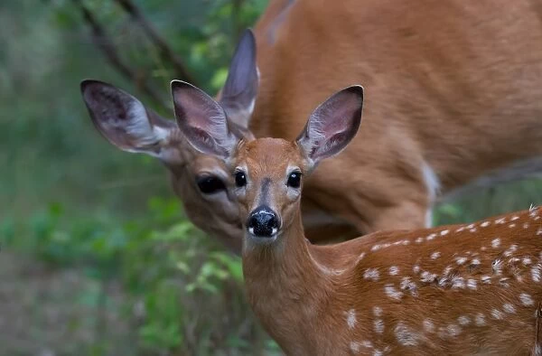 Fawn and doe