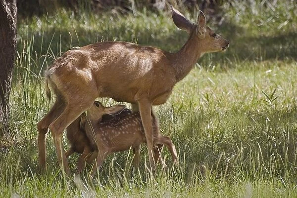 Two Fawns And Their Mother
