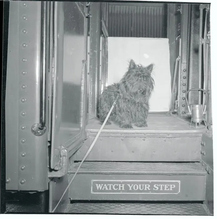 Framed Print : FDR's Dog Fala Framed Print : FDR's Dog Fala