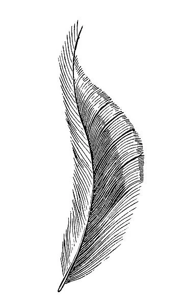 Feather. Illustration engraving of a feather