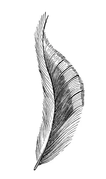 Framed Print : Feather. Illustration engraving of a feather Framed Print : Feather. Illustration engraving of a feather