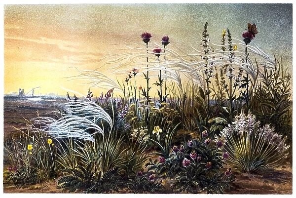 Feather Grass on a Russian Steppe