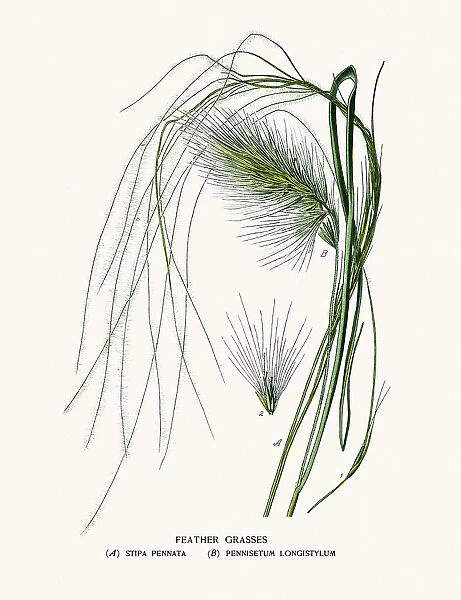 Feather grasses