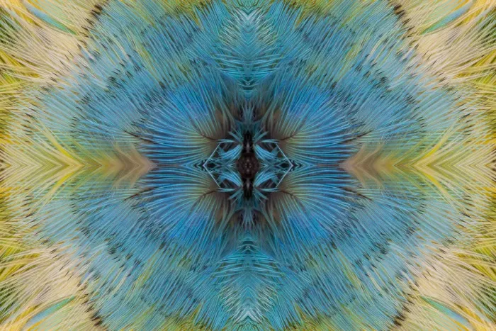 Framed Print : Feather kaleidoscope of Lilac Headed Parrot Framed Print : Feather kaleidoscope of Lilac Headed Parrot