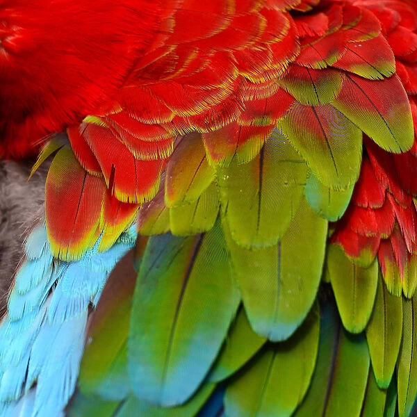 Feather detail of Macaw have Multicolored Blue, Green and Red