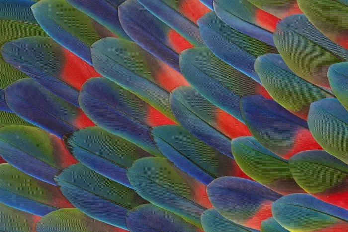 Framed Print : Feather, Pattern, Design, Colorful, Structure Framed Print : Feather, Pattern, Design, Colorful, Structure