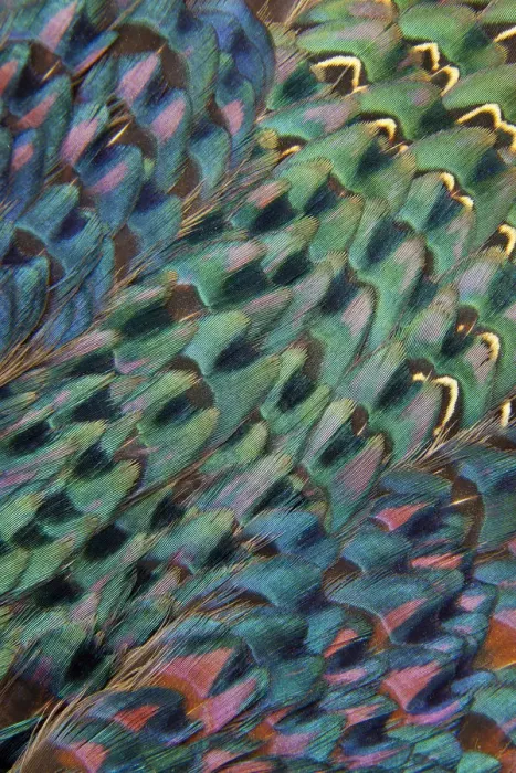 Framed Print : Feather, Pattern, Design, Colorful, Structure Framed Print : Feather, Pattern, Design, Colorful, Structure