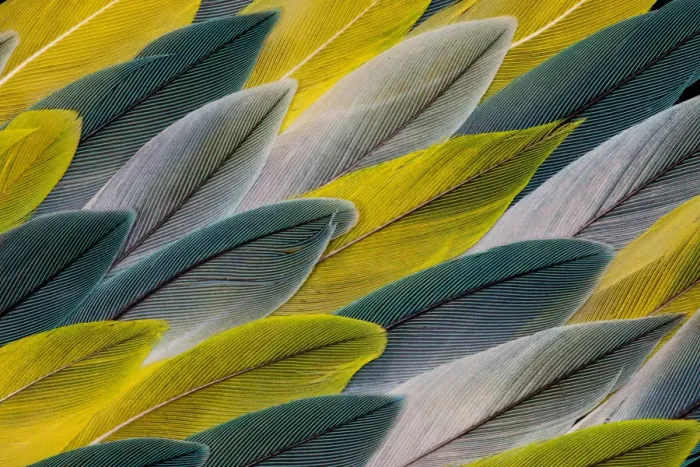 Framed Print : Feather, Pattern, Design, Colorful, Structure