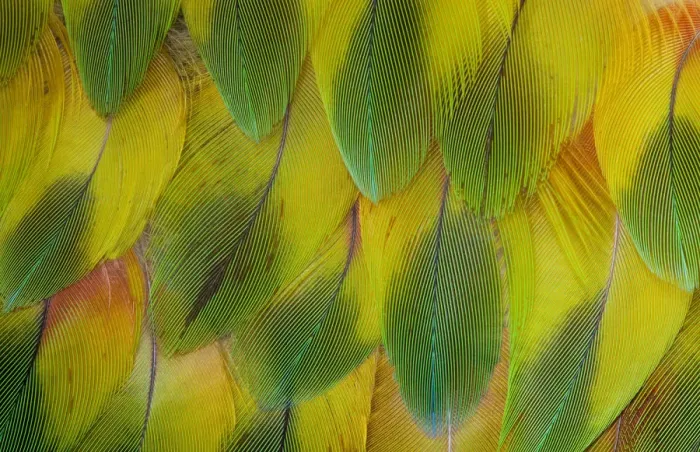 Framed Print : Feather, Pattern, Design, Colorful, Structure