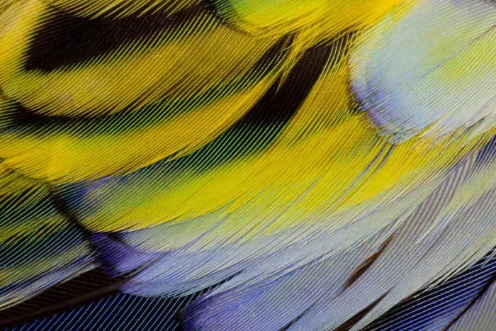 Framed Print : Feather, Pattern, Design, Colorful, Structure Framed Print : Feather, Pattern, Design, Colorful, Structure