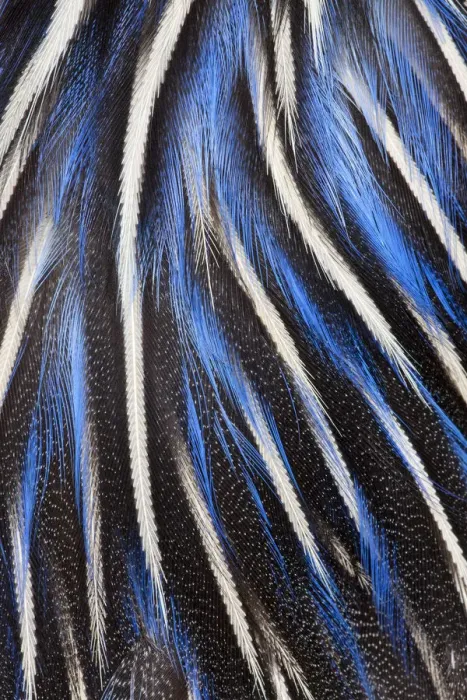 Framed Print : Feather, Pattern, Design, Colorful, Structure