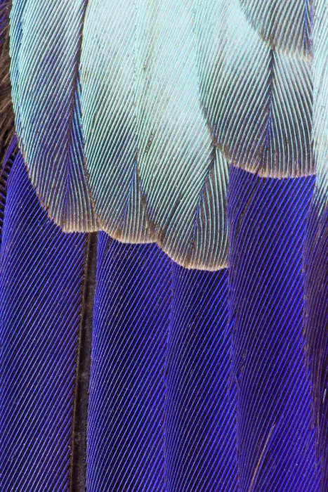 Framed Print : Feather, Pattern, Design, Colorful, Structure