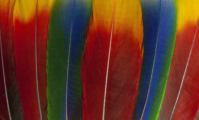 Framed Print : Feather, Pattern, Design, Colorful, Structure
