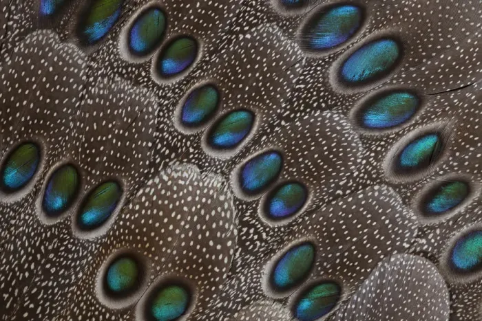 Framed Print : Feather, Pattern, Design, Colorful, Structure