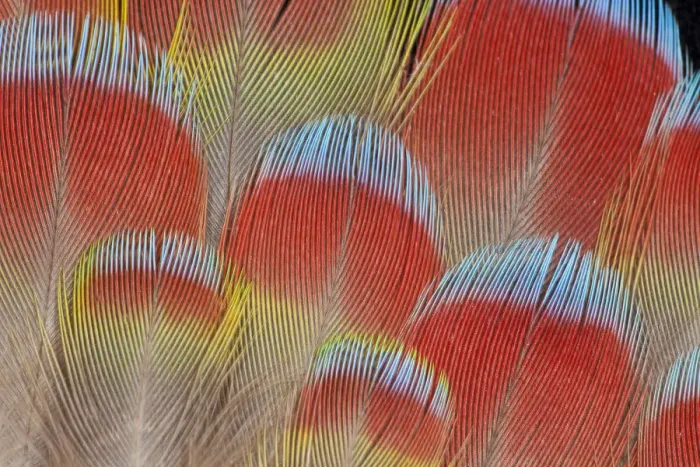 Framed Print : Feather, Pattern, Design, Colorful, Structure Framed Print : Feather, Pattern, Design, Colorful, Structure