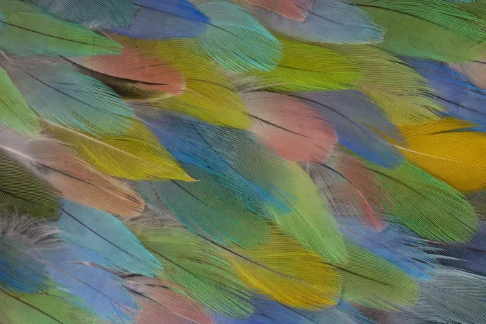 Framed Print : Feather, Pattern, Design, Colorful, Structure Framed Print : Feather, Pattern, Design, Colorful, Structure