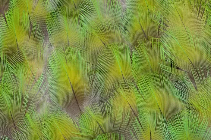Framed Print : Feather, Pattern, Design, Colorful, Structure Framed Print : Feather, Pattern, Design, Colorful, Structure