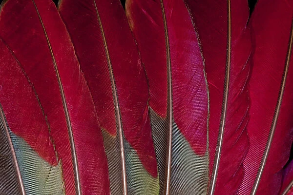 Feather, Pattern, Design, Colorful, Structure