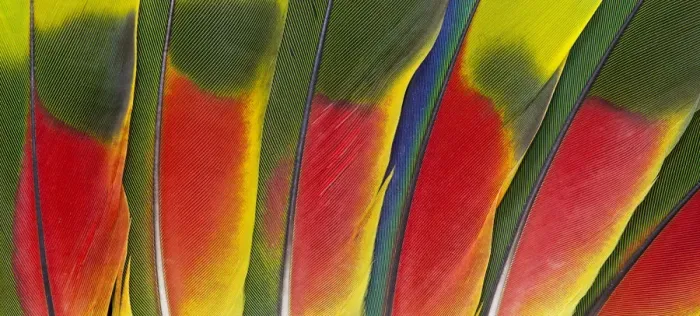 Framed Print : Feather, Pattern, Design, Colorful, Structure Framed Print : Feather, Pattern, Design, Colorful, Structure