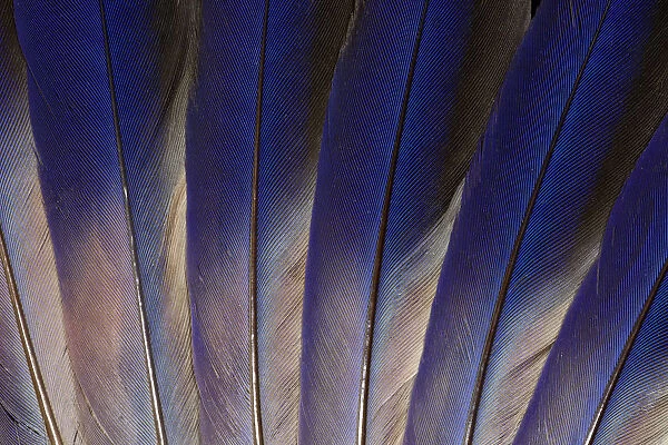Feather, Pattern, Design, Colorful, Structure