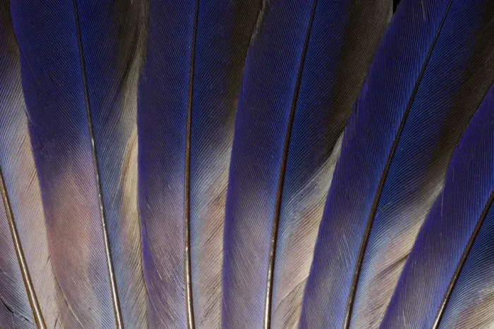 Framed Print : Feather, Pattern, Design, Colorful, Structure Framed Print : Feather, Pattern, Design, Colorful, Structure