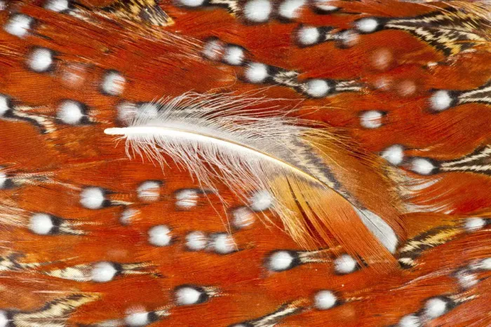 Framed Print : Feather, Pattern, Design, Colorful, Structure Framed Print : Feather, Pattern, Design, Colorful, Structure