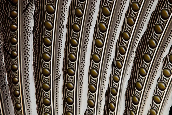 Framed Print : Feather, Pattern, Design, Colorful, Structure Framed Print : Feather, Pattern, Design, Colorful, Structure