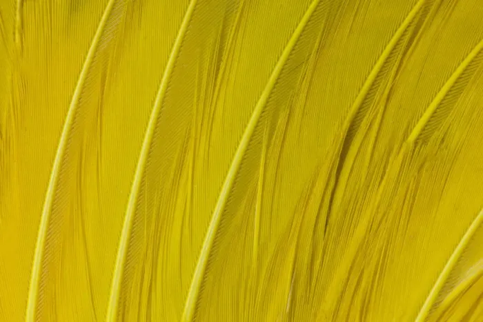 Framed Print : Feather, Pattern, Design, Colorful, Structure Framed Print : Feather, Pattern, Design, Colorful, Structure