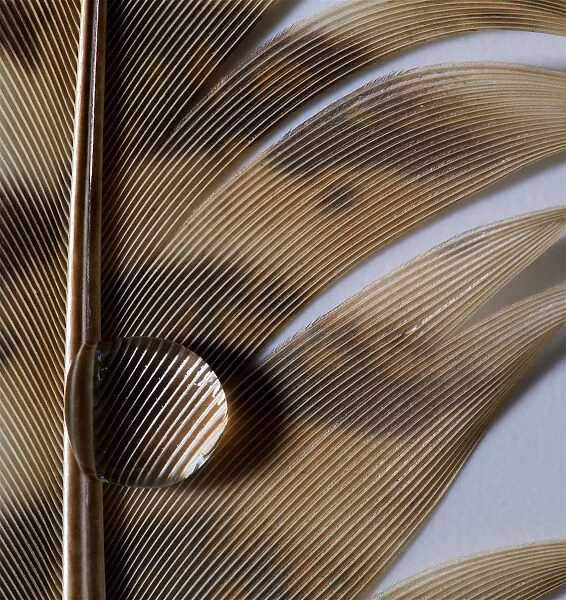 Feather with Water Droplets on