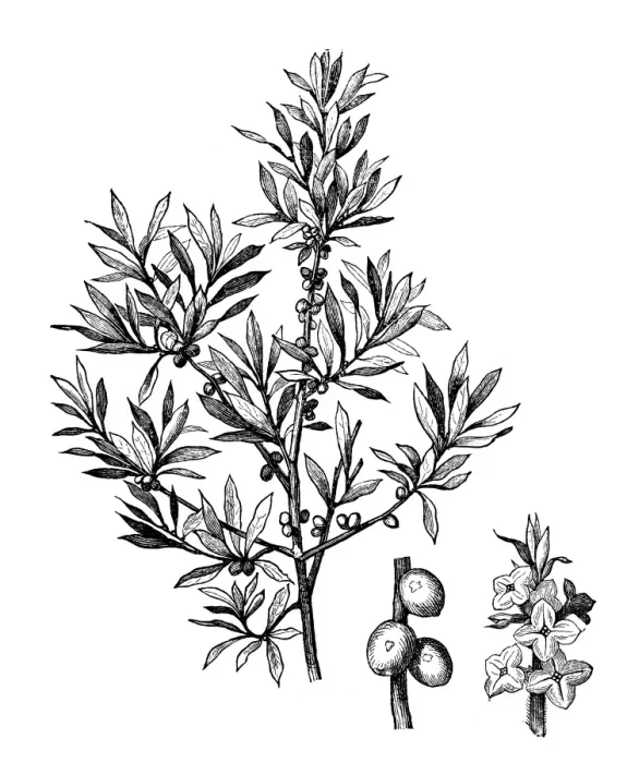 Framed Print : February daphne, mezereon, mezereum, spurge laurel or spurge olive (Daphne mezereum)