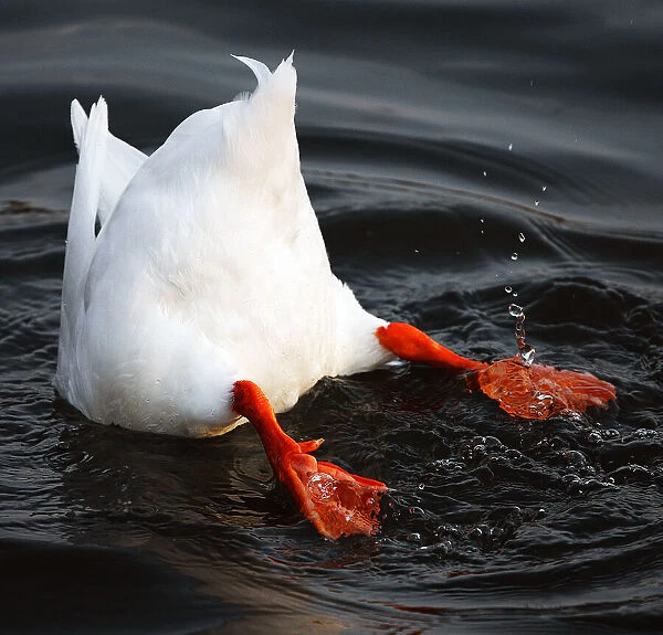 Bottom Feeder. Upside down duck in lake