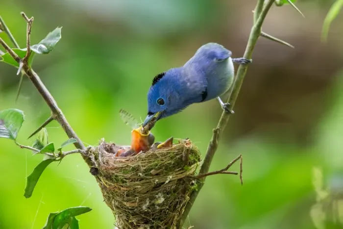 Framed Print : Feeding. A male Black-naped Monarch feeding one of its chicks during the nesting season Framed Print : Feeding. A male Black-naped Monarch feeding one of its chicks during the nesting season