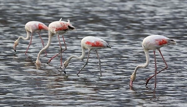 Four feeding Greater Flamingos in water