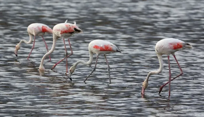 Framed Print : Four feeding Greater Flamingos in water Framed Print : Four feeding Greater Flamingos in water